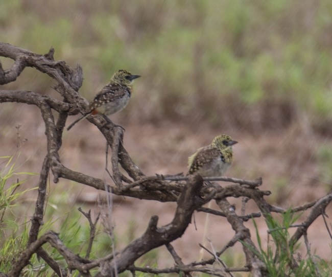 D'Arnaud's Barbet (Usambiro) - ML643023084