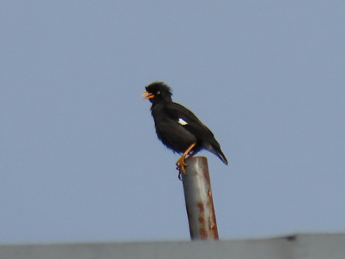 Javan Myna - ML643023085