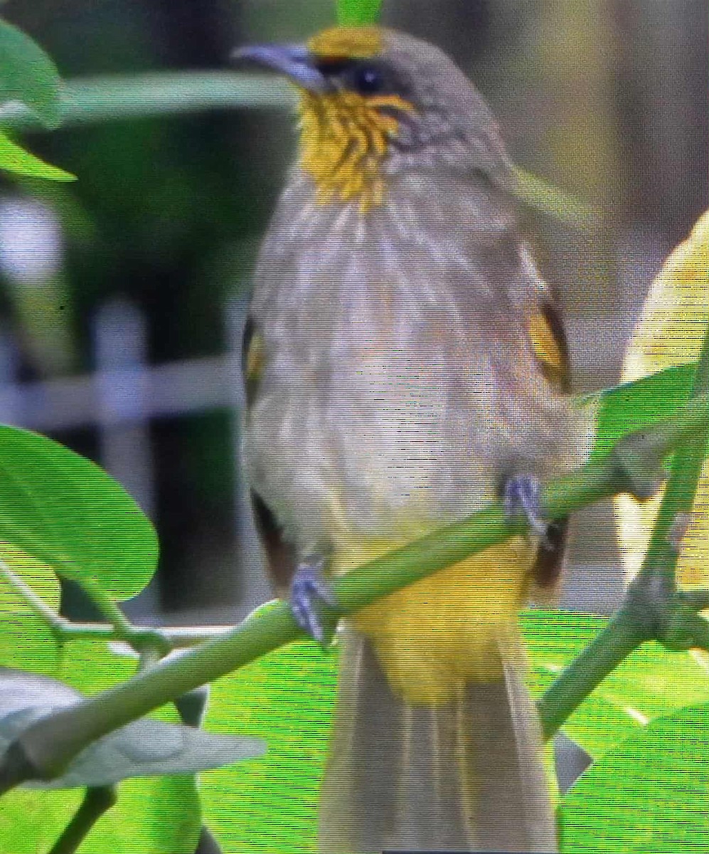 Stripe-throated Bulbul - ML643023089