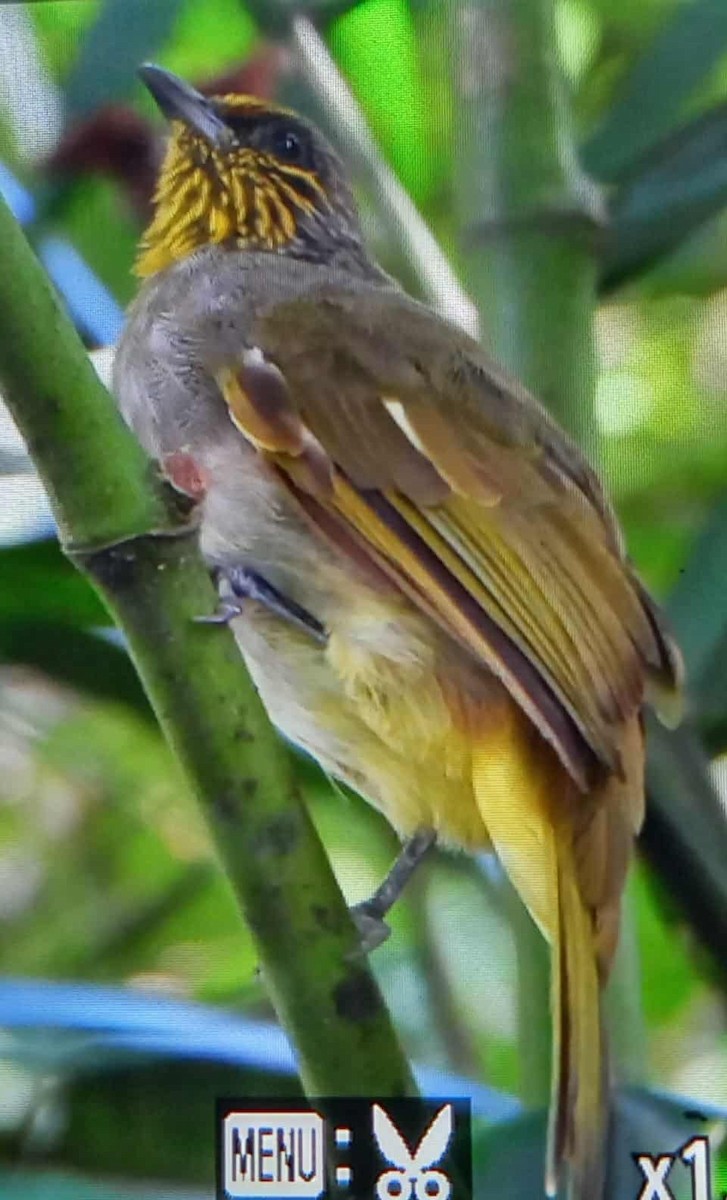 Stripe-throated Bulbul - ML643023090