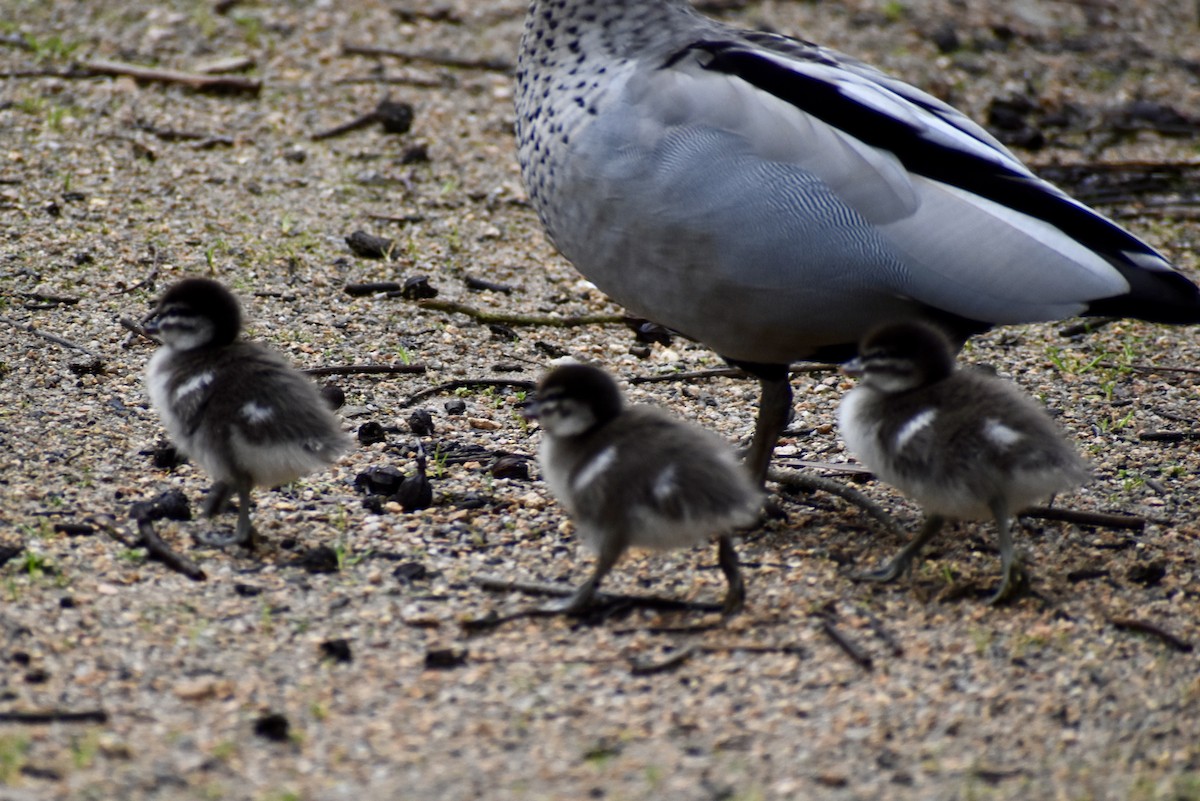 Maned Duck - ML643023091