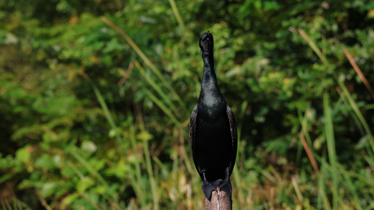 Indian Cormorant - ML643023092