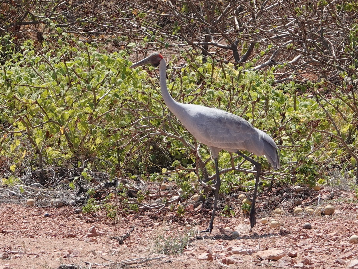 Brolga - ML643023093