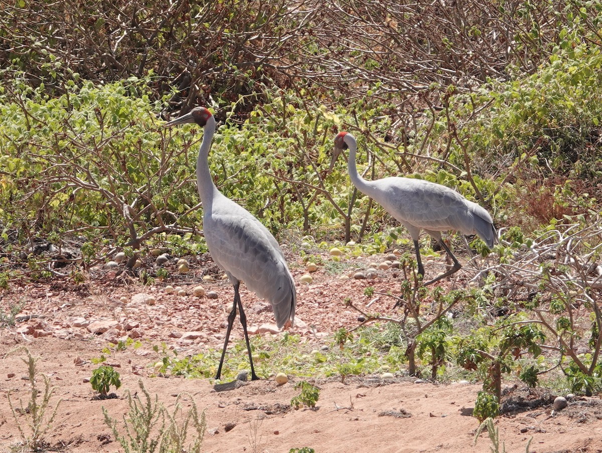Brolga - ML643023094