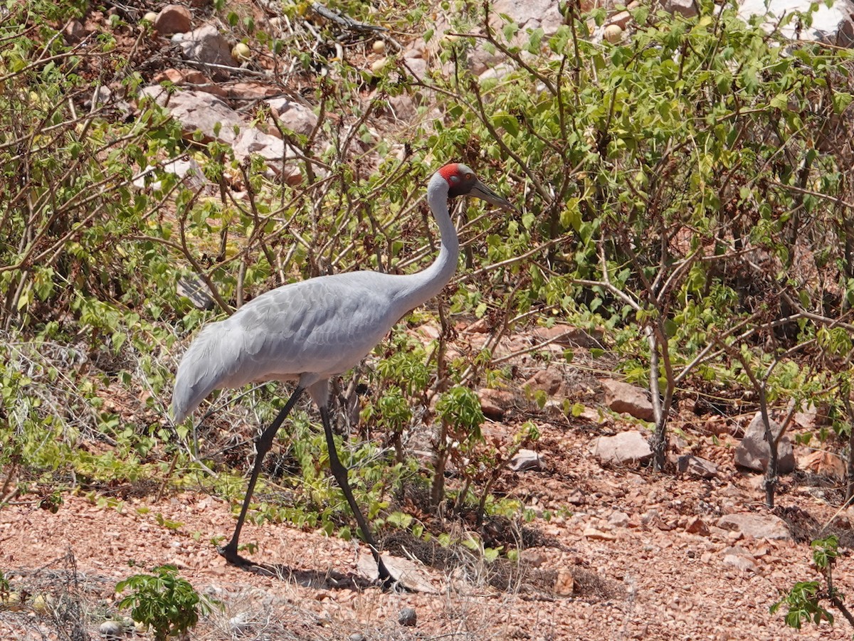 Brolga - ML643023095