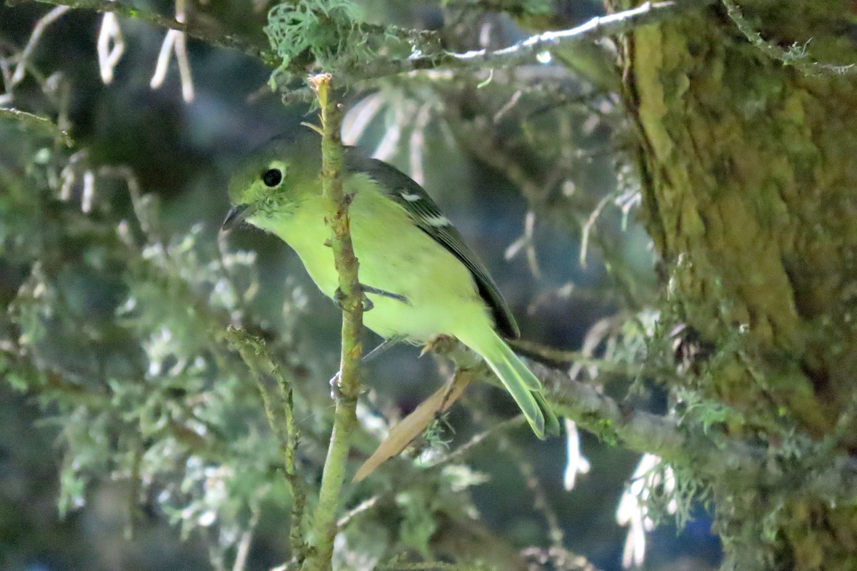 Hutton's Vireo - ML643023101