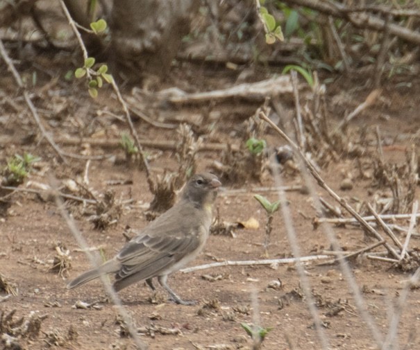 Yellow-spotted Bush Sparrow - ML643023104