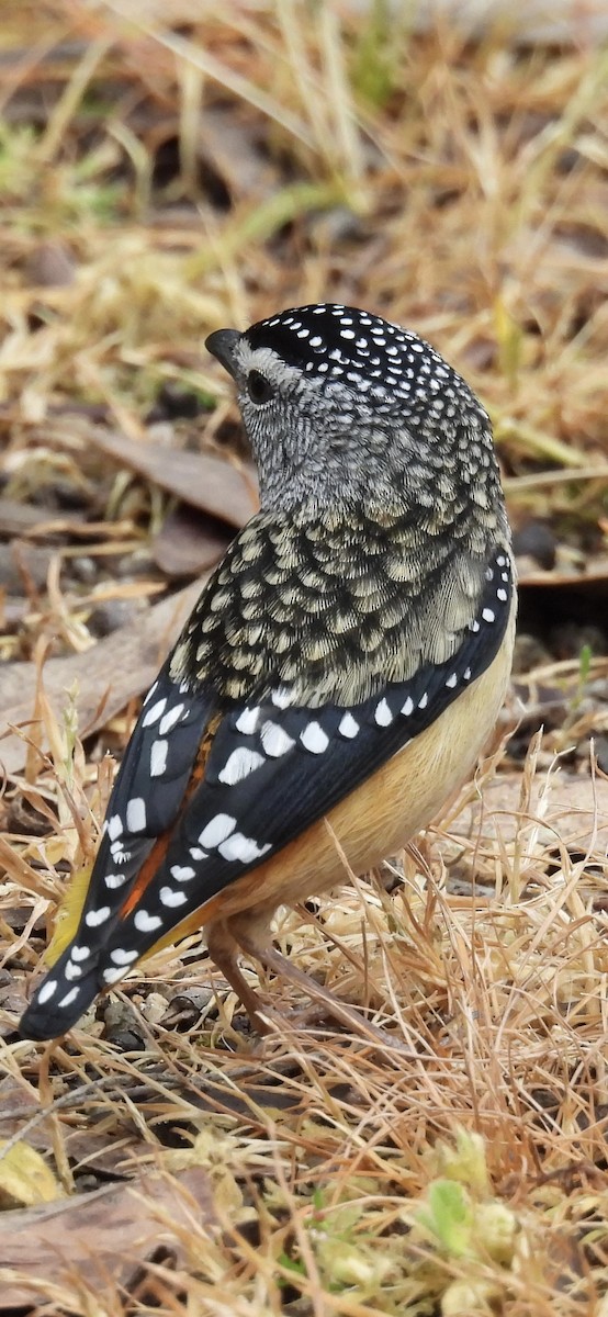 Spotted Pardalote - ML643023108