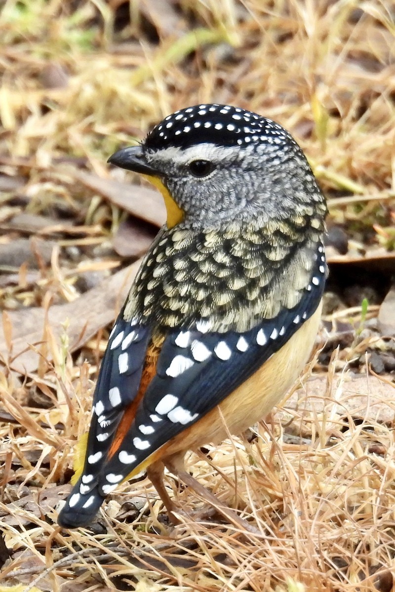 Spotted Pardalote - ML643023109