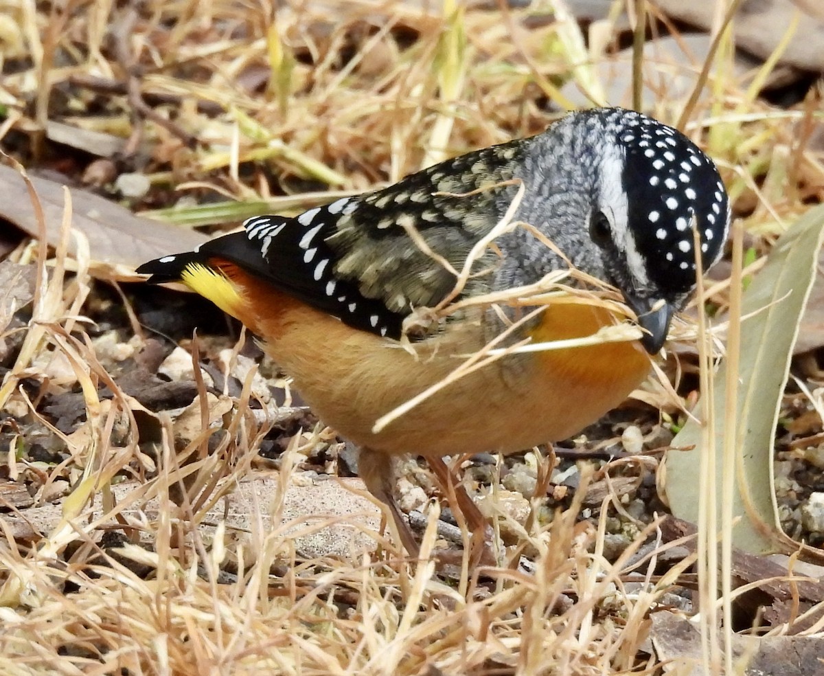 Spotted Pardalote - ML643023110