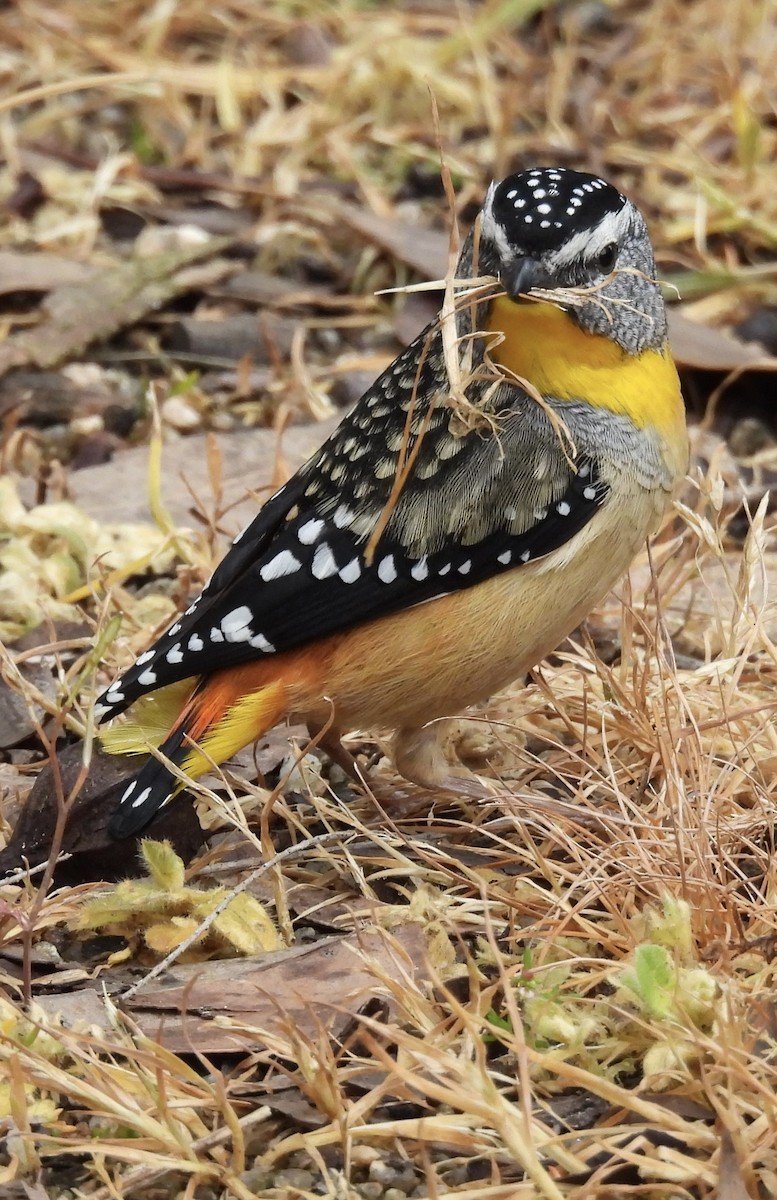 Spotted Pardalote - ML643023111