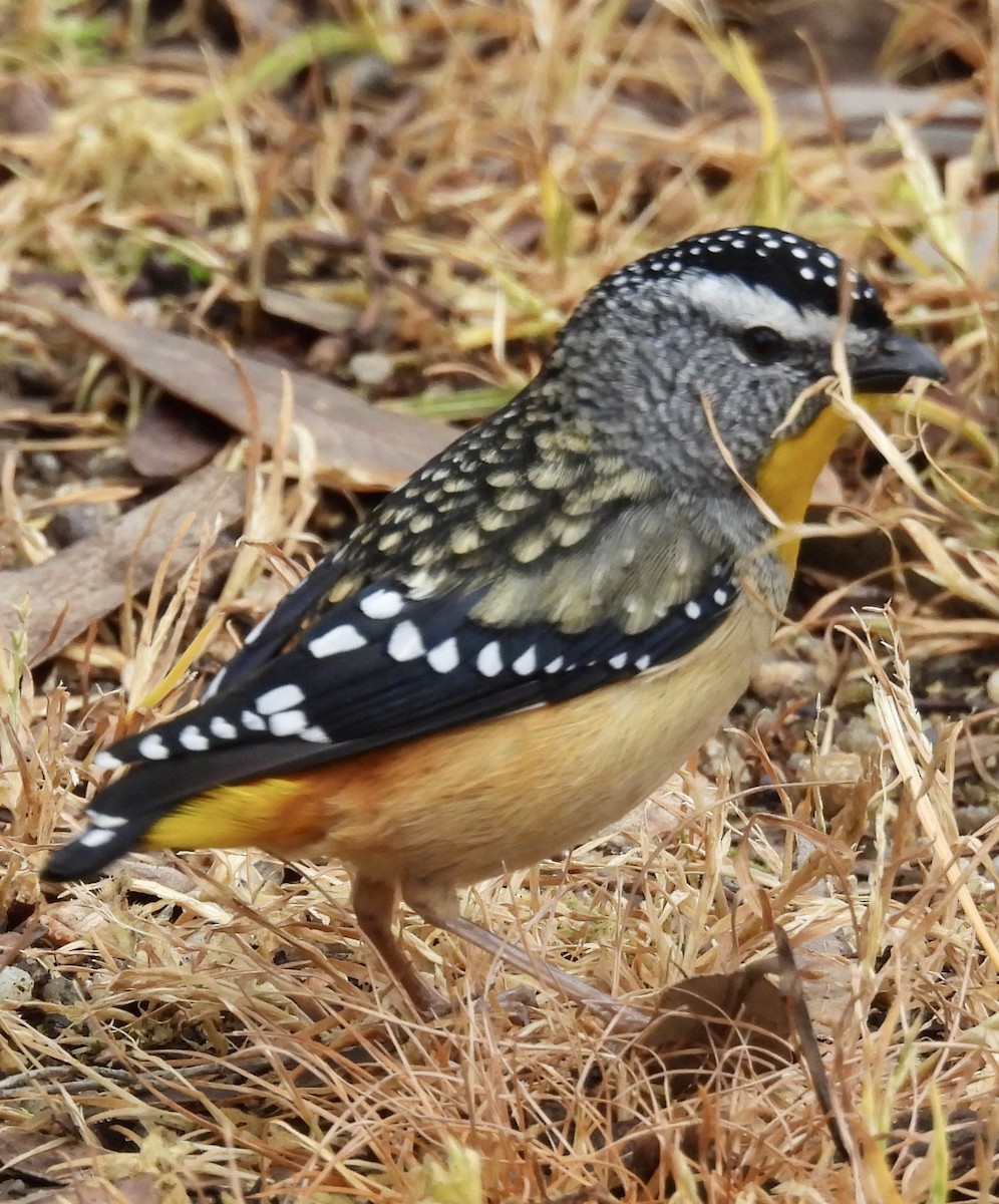 Spotted Pardalote - ML643023112