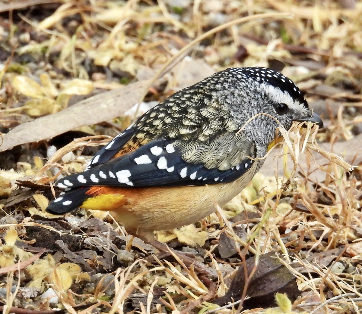 Spotted Pardalote - ML643023113