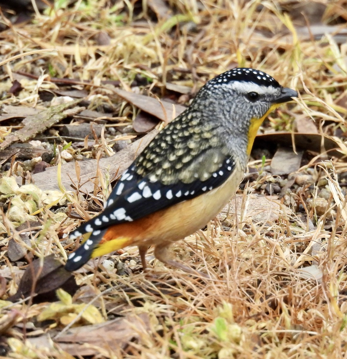 Spotted Pardalote - ML643023114