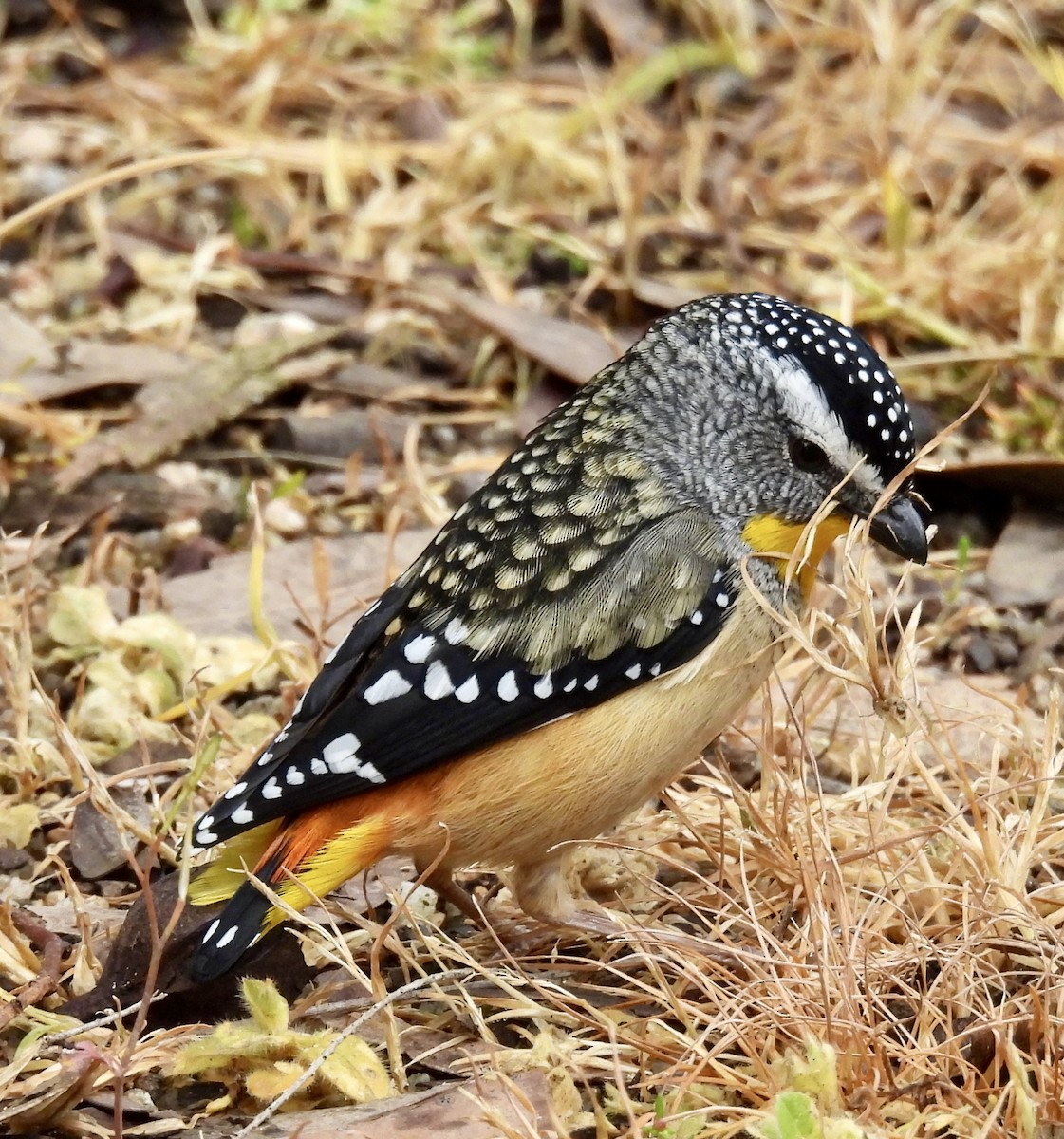 Spotted Pardalote - ML643023116