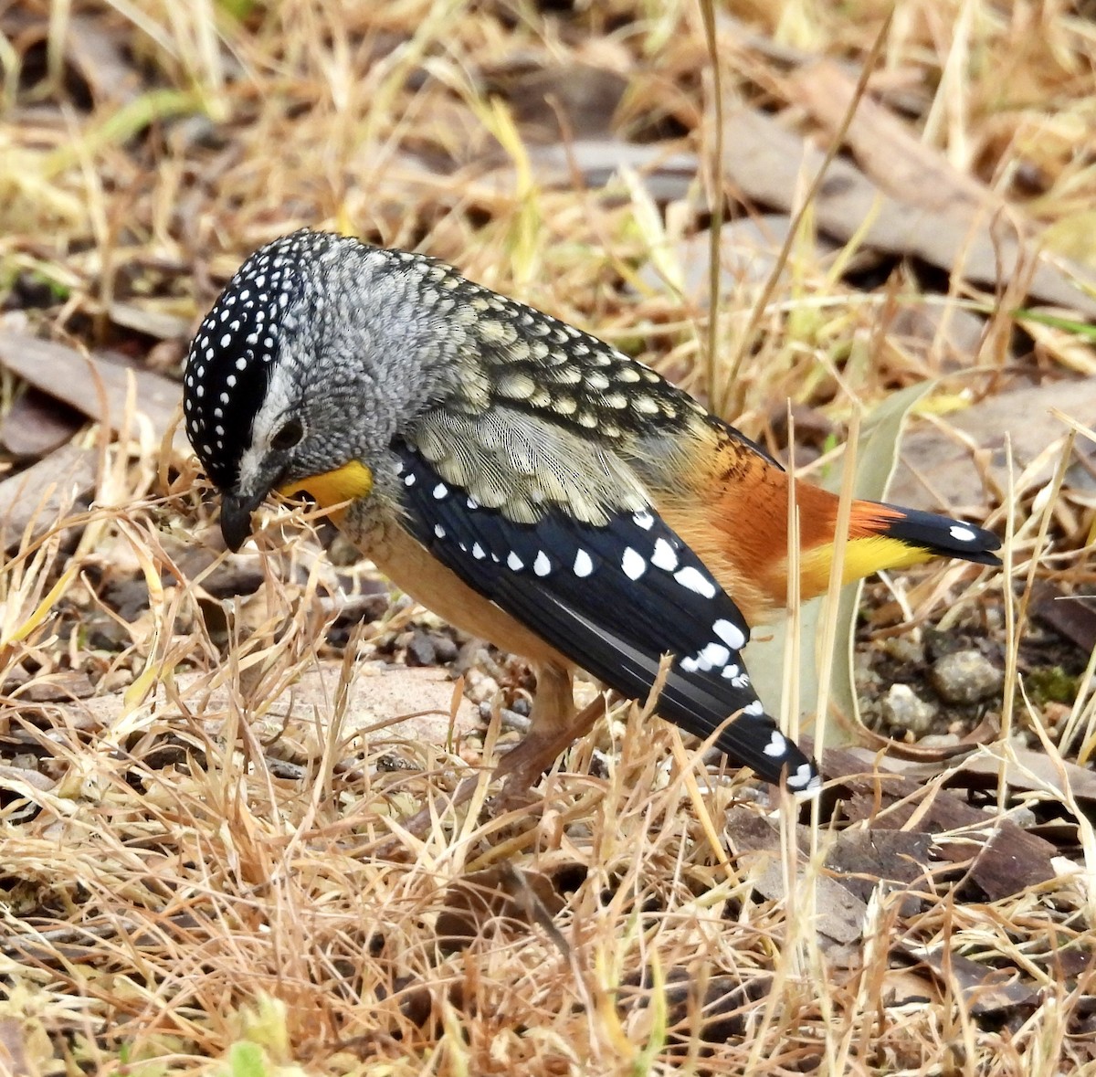Spotted Pardalote - ML643023117