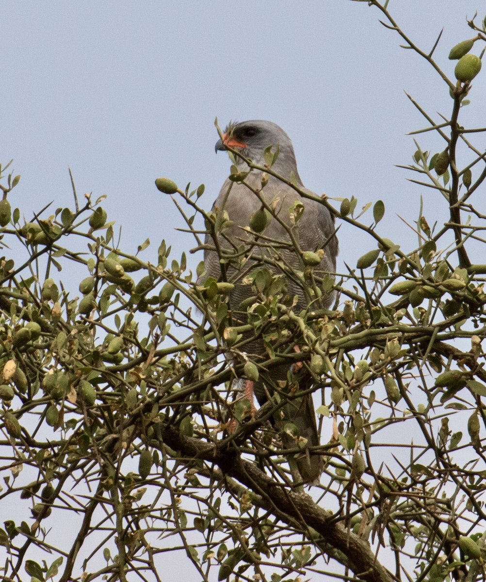 Dark Chanting-Goshawk - ML643023127