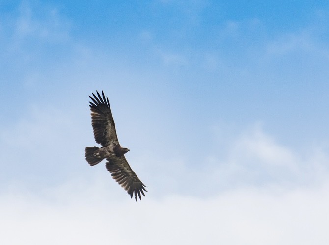 Tawny Eagle - ML643023140