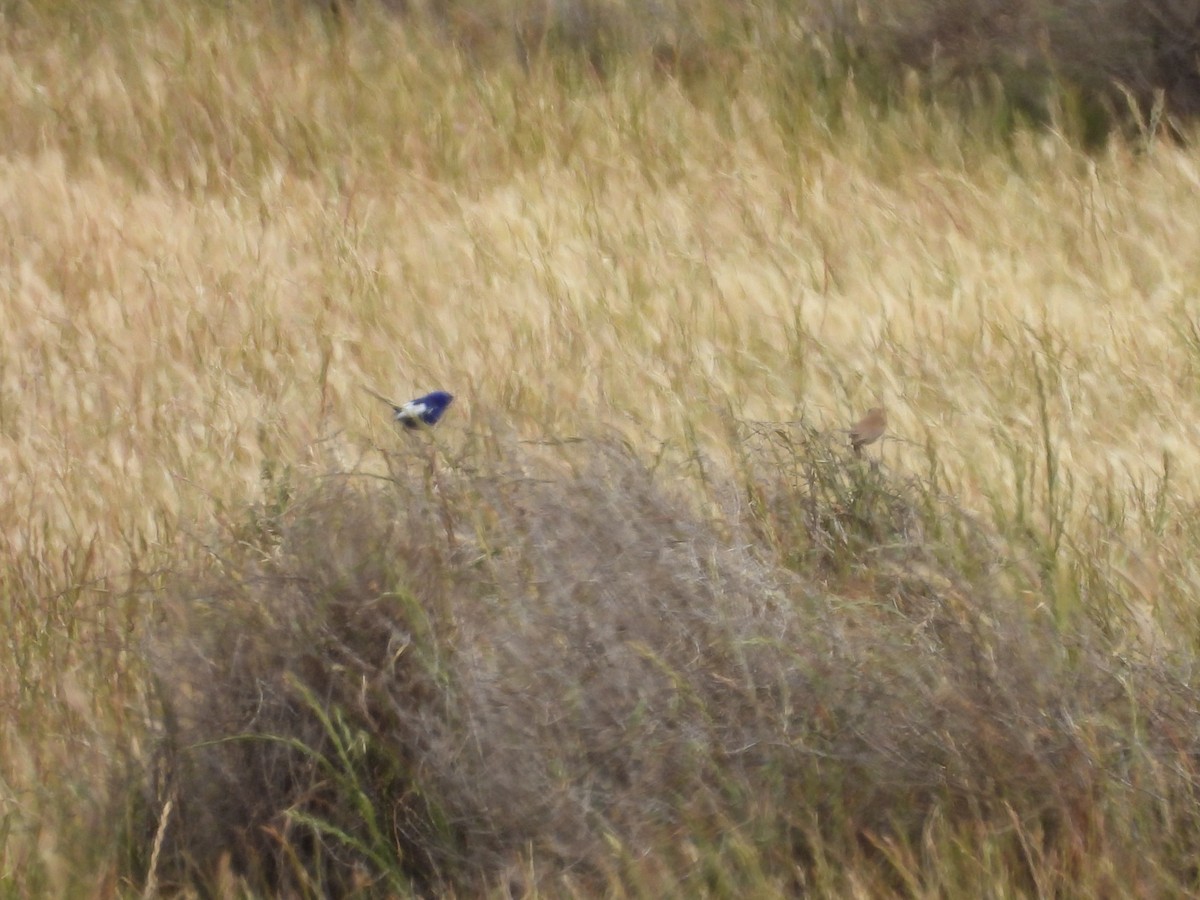 White-winged Fairywren - ML643023162