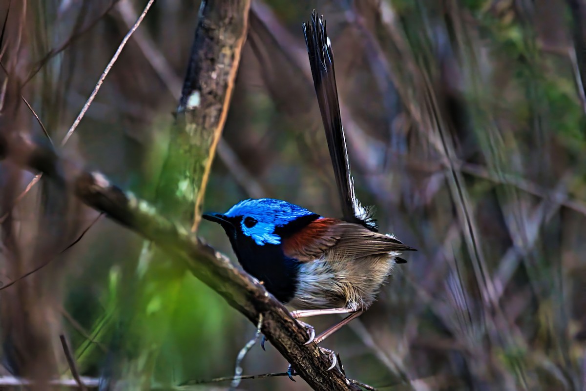 Variegated Fairywren - ML643023171