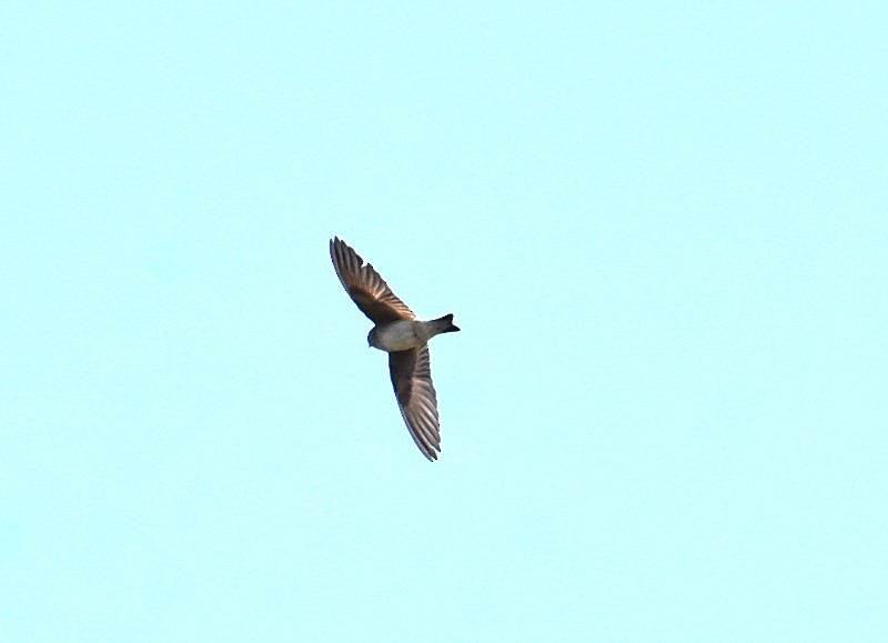 Tree Martin - ML643023172