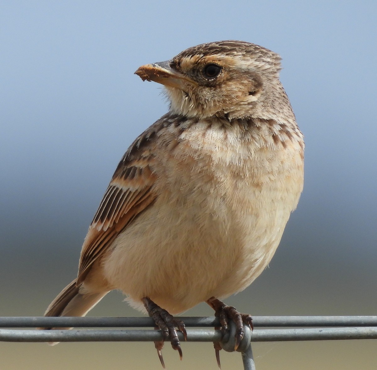 Singing Bushlark - ML643023202