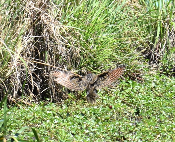 Buff-banded Rail - ML643023205