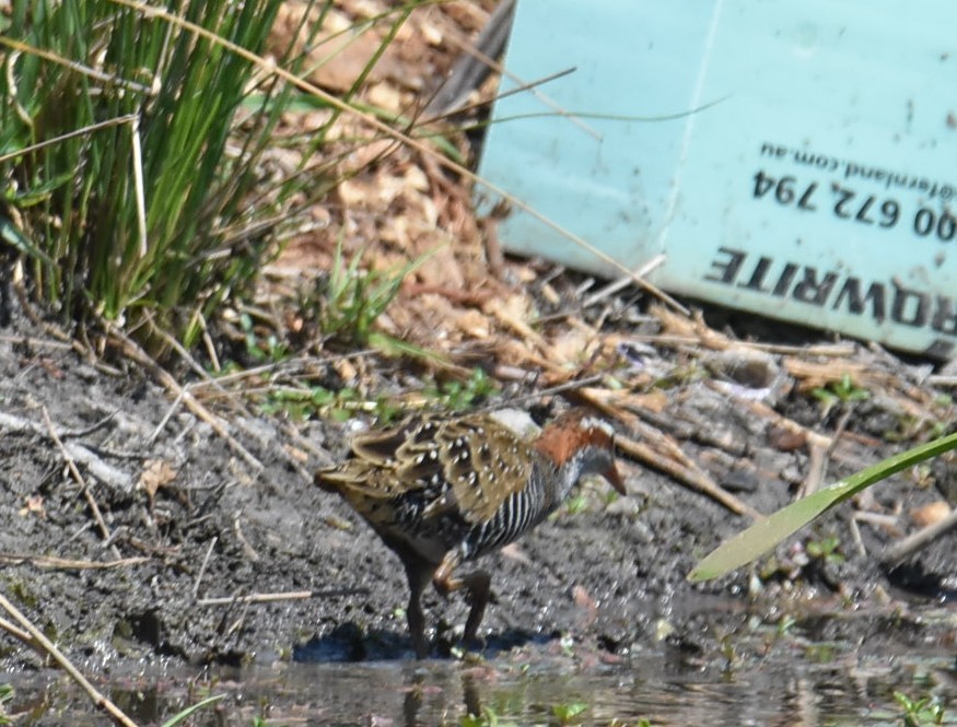 Buff-banded Rail - ML643023207