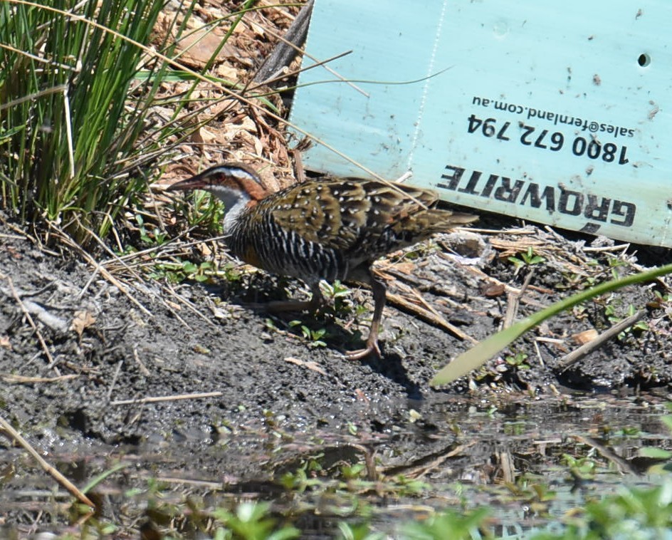 Buff-banded Rail - ML643023208