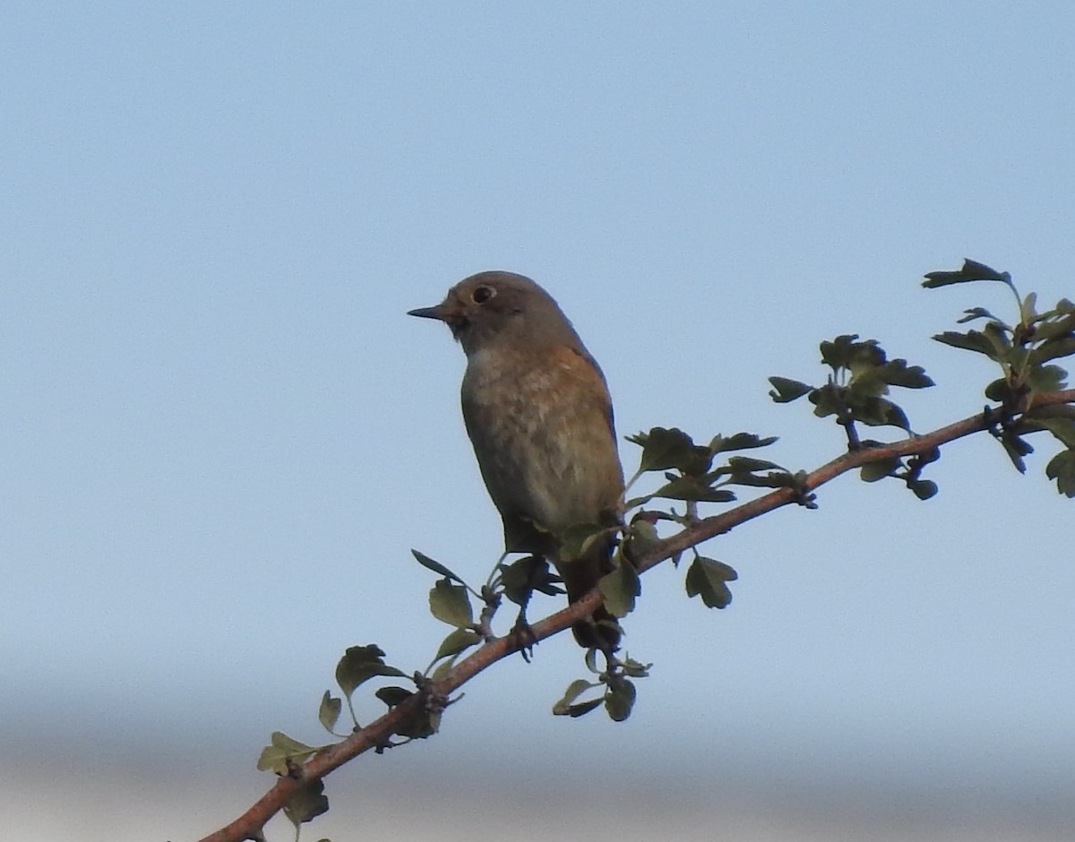 Buztangorri argia - ML643023210