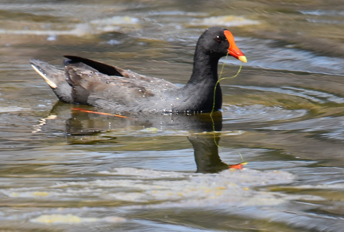 Dusky Moorhen - ML643023212