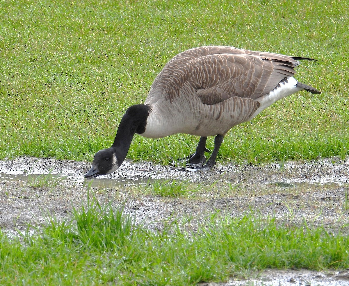 Branta kanadar handia - ML643023213