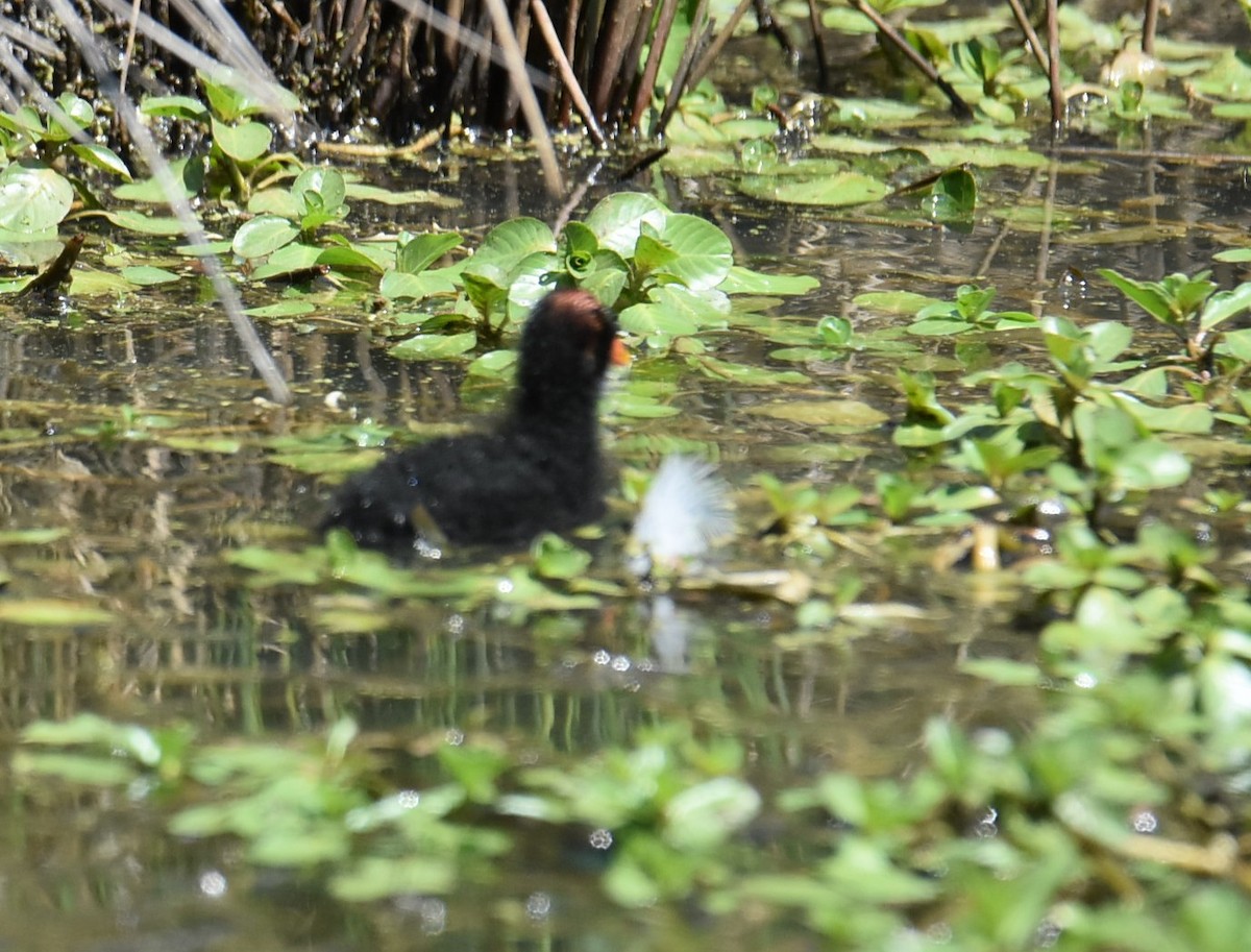 Dusky Moorhen - ML643023214
