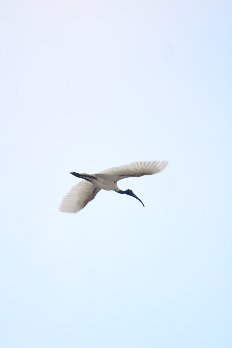 Ibis burubeltza - ML643023215