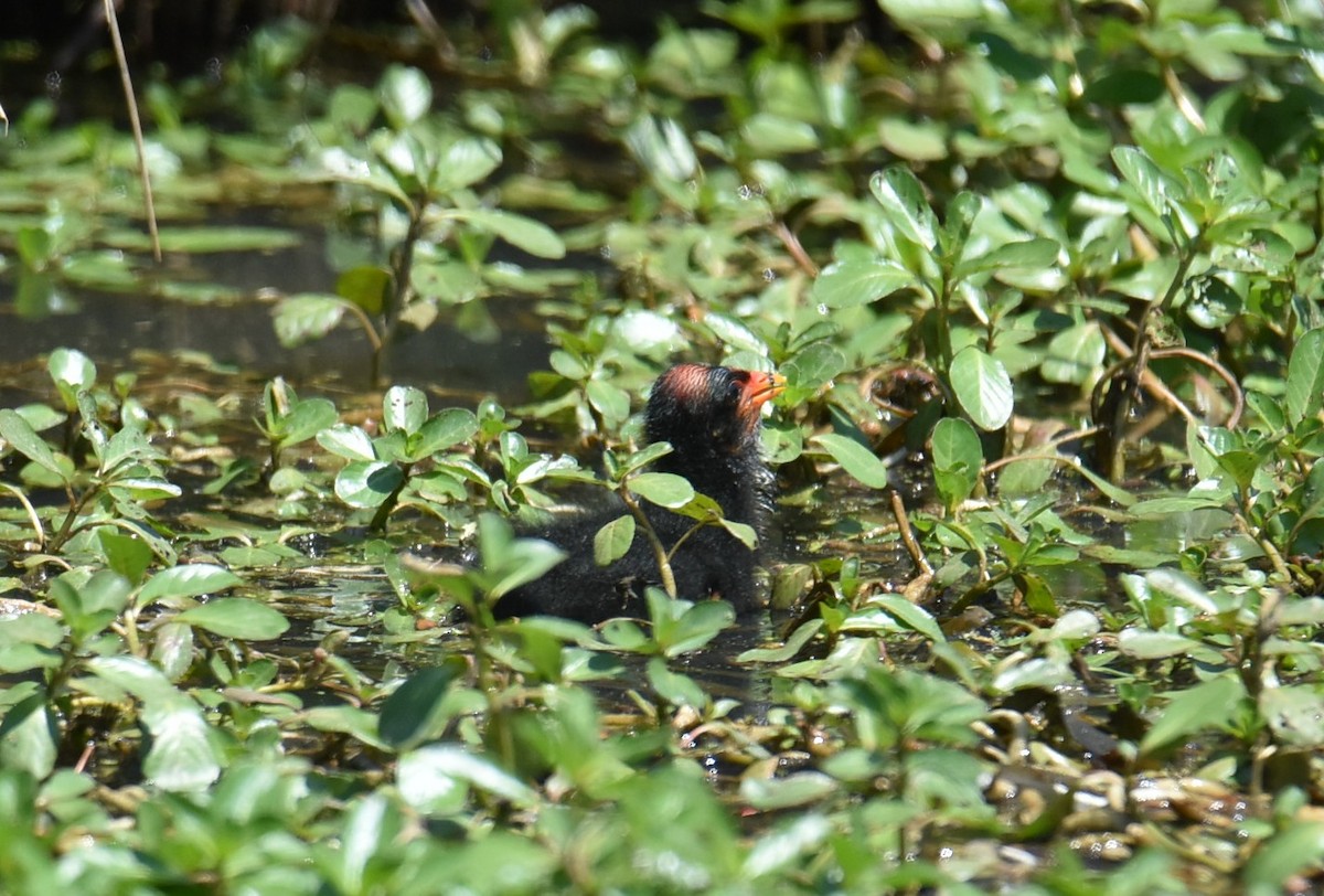 Dusky Moorhen - ML643023216