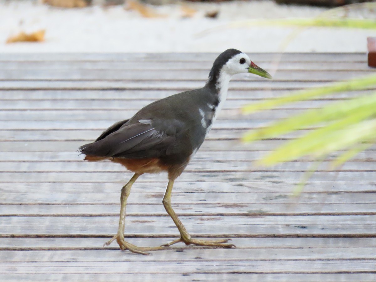 White-breasted Waterhen - ML643023228