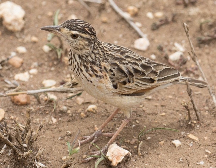 Fawn-colored Lark (Foxy) - ML643023229