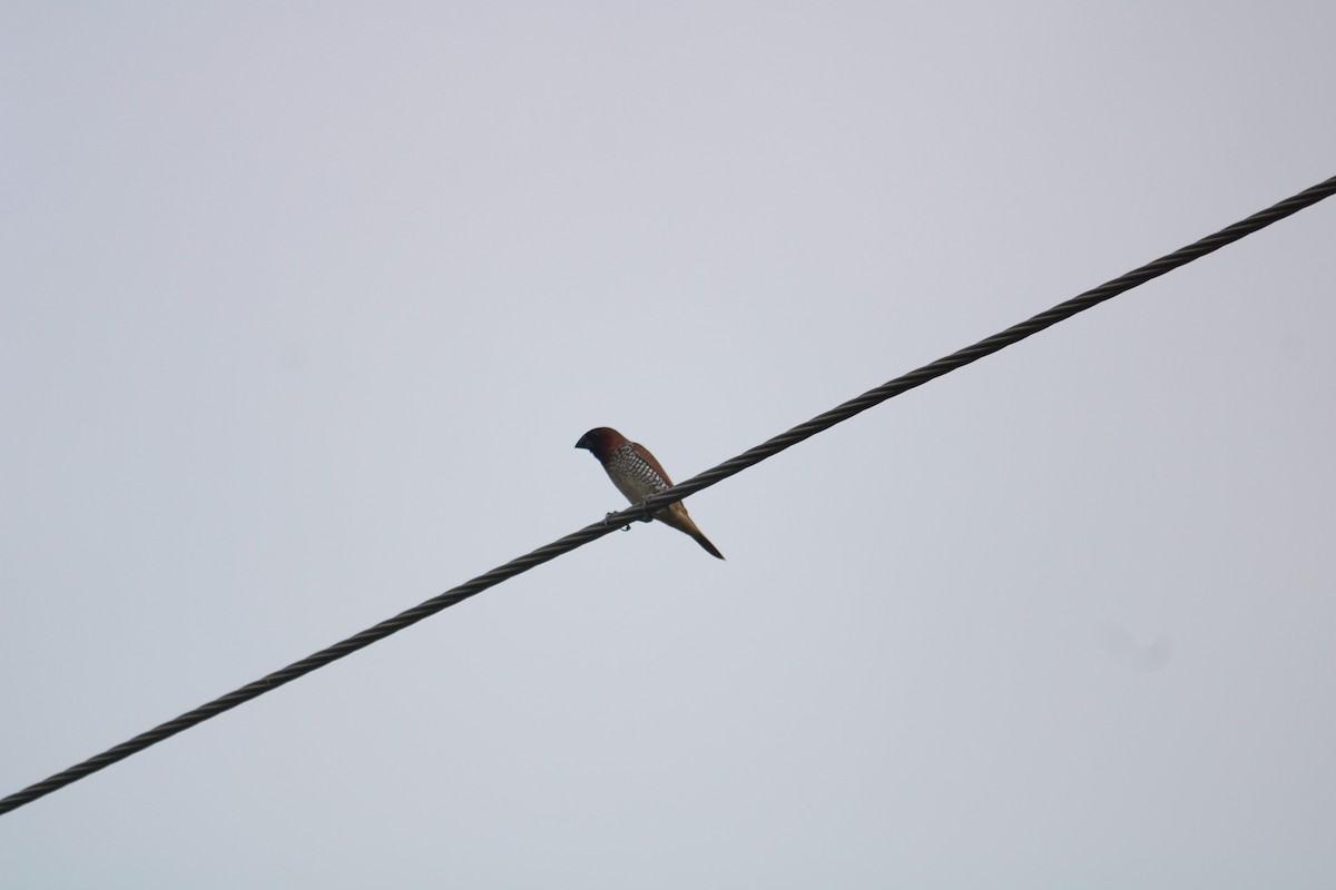 Scaly-breasted Munia - ML643023230