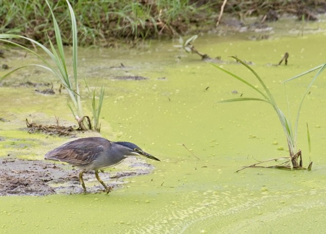 Striated Heron (Old World) - ML643023246