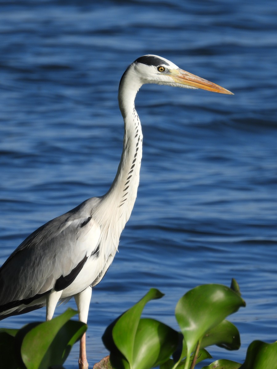 Gray Heron - ML643023289