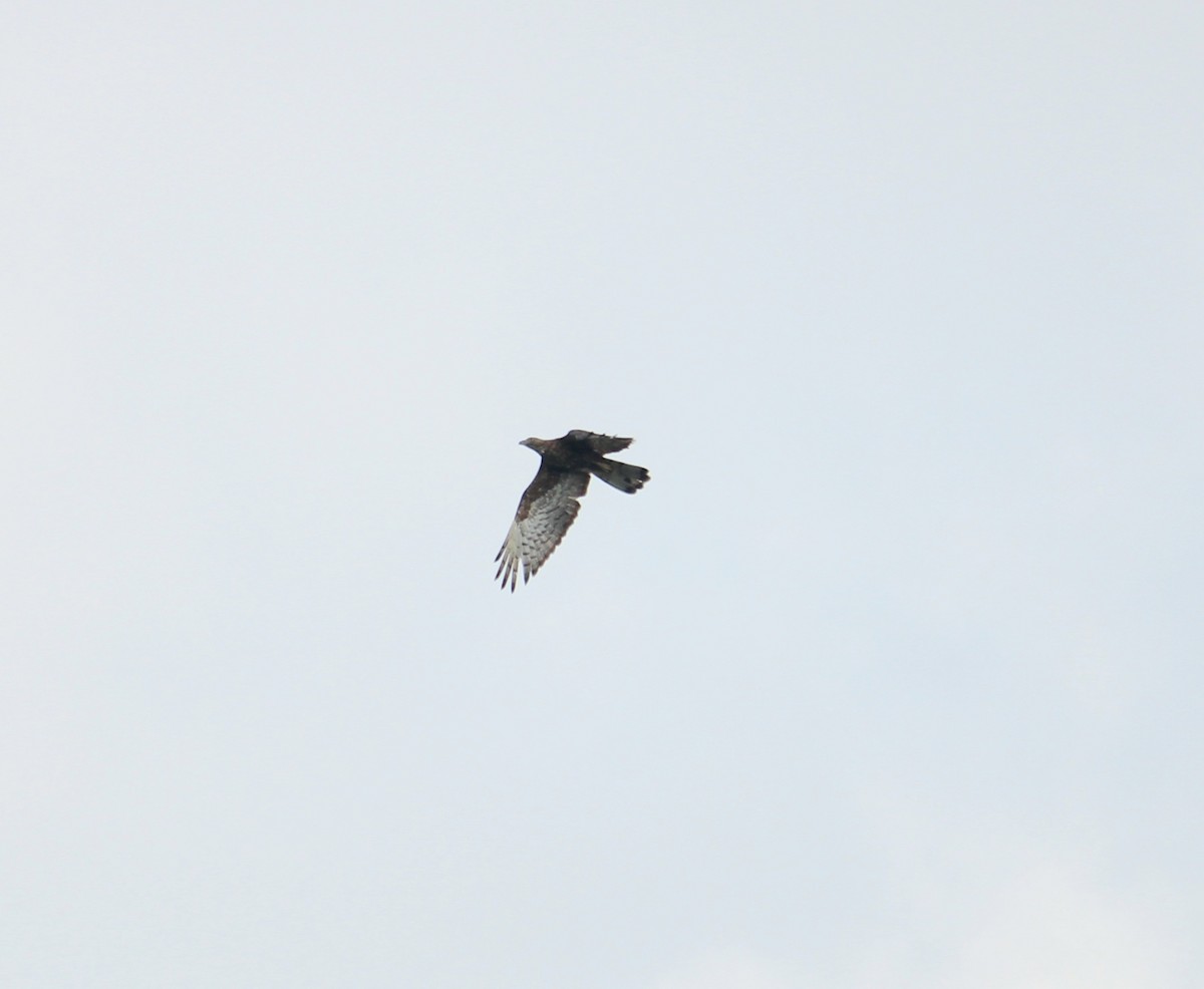 Oriental Honey-buzzard - ML643023291