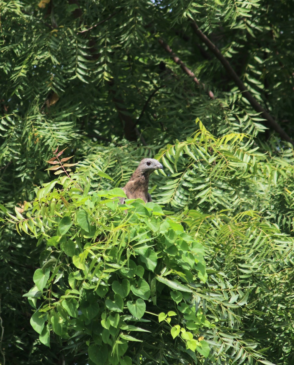 Oriental Honey-buzzard - ML643023292