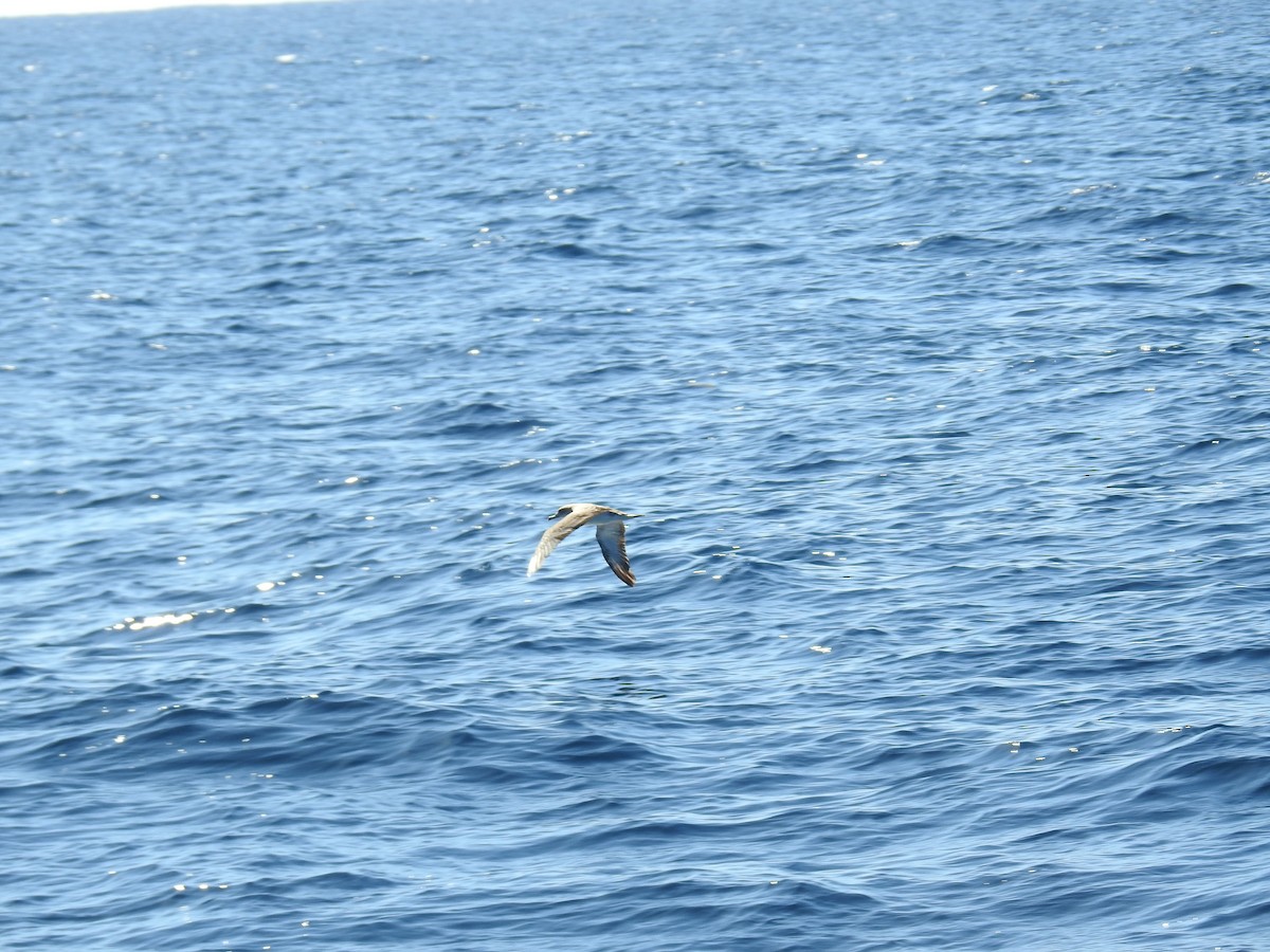 Scopoli's Shearwater - ML643023293