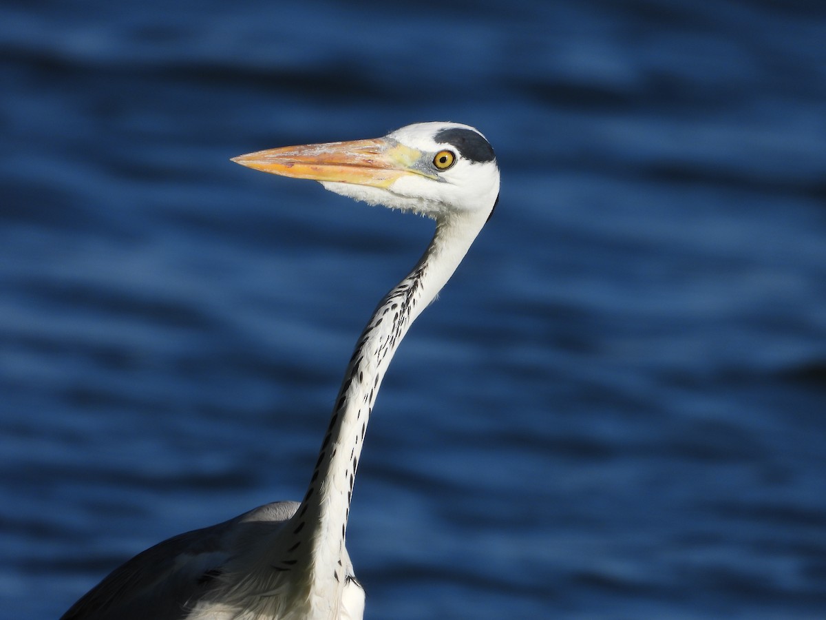 Gray Heron - ML643023294