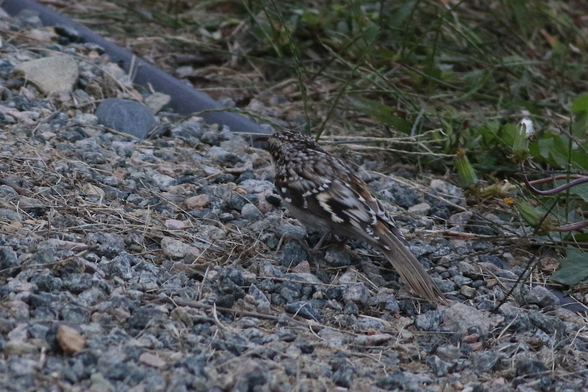 Brown Creeper - ML643023295