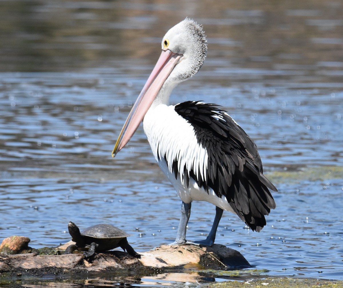 Australian Pelican - ML643023298
