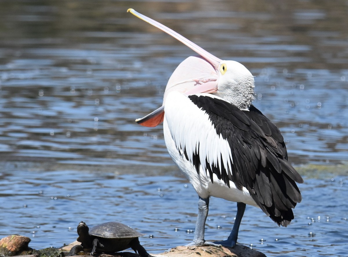 Australian Pelican - ML643023300