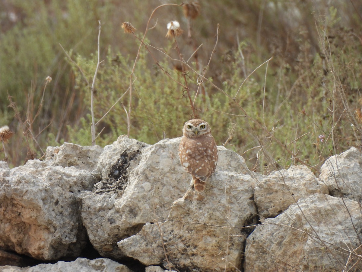 Little Owl - ML643023301