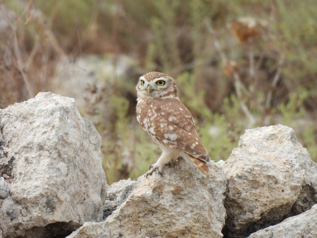 Little Owl - ML643023302