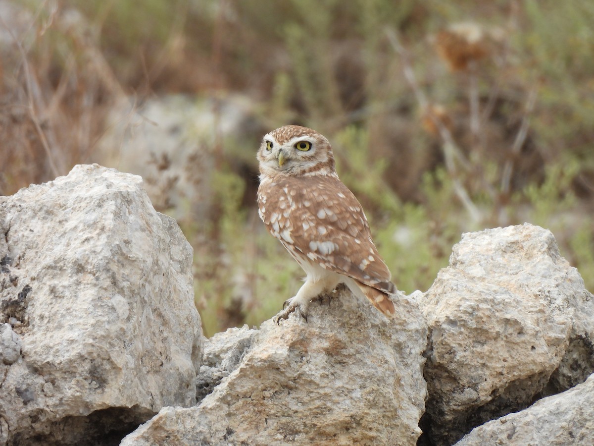 Little Owl - ML643023303